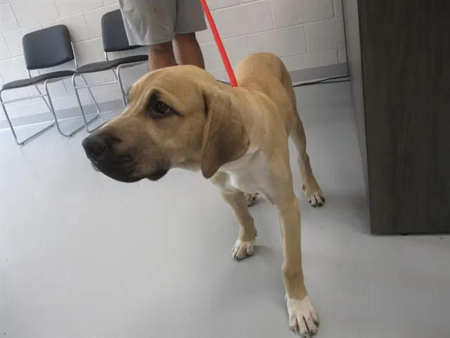 Adoptable Dog