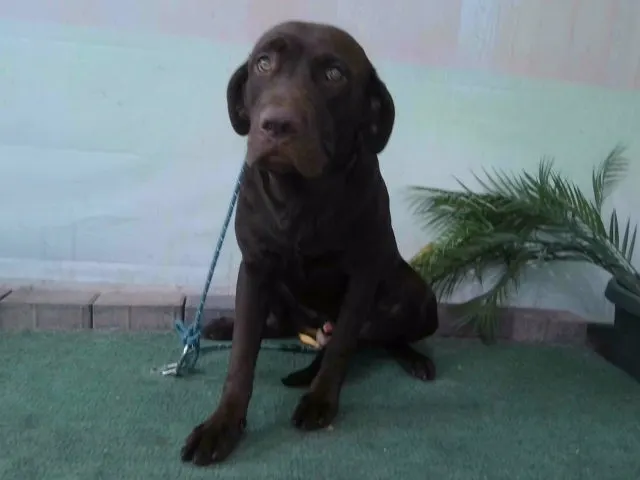 Adoptable Dog