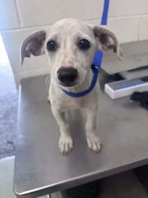 Dobby