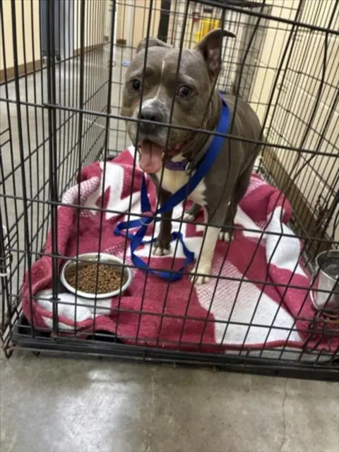 Delilah