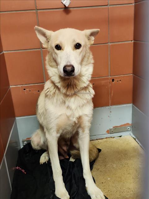 Adoptable Dog