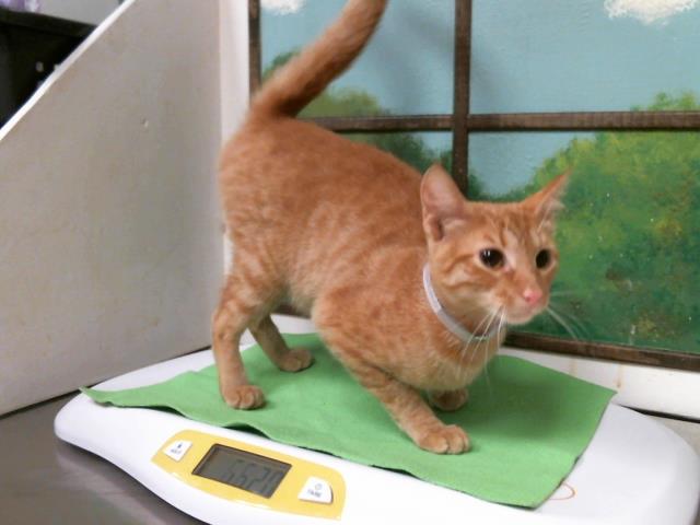 Adoptable Cat