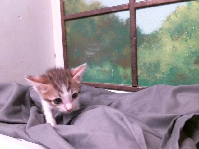Chuckie