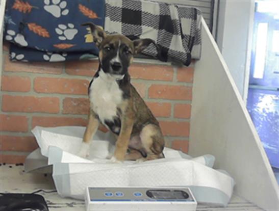 Adoptable Dog