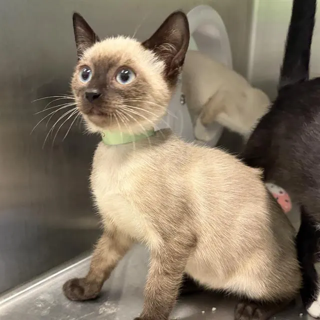 Milo