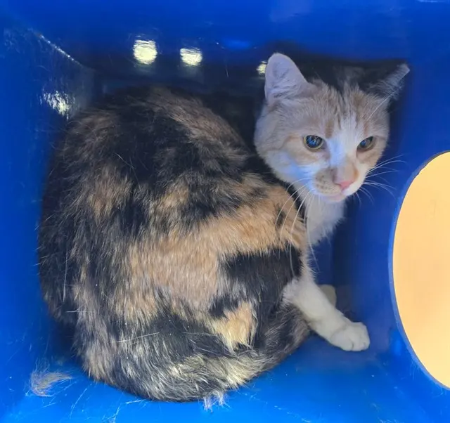 Adoptable Cat