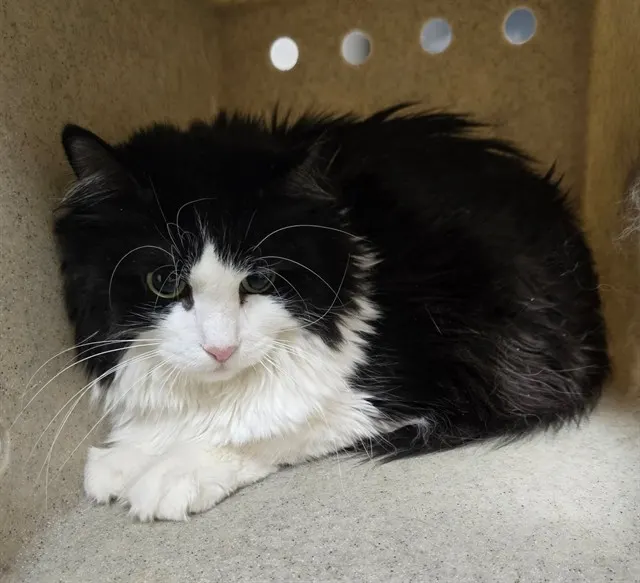 Adoptable Cat