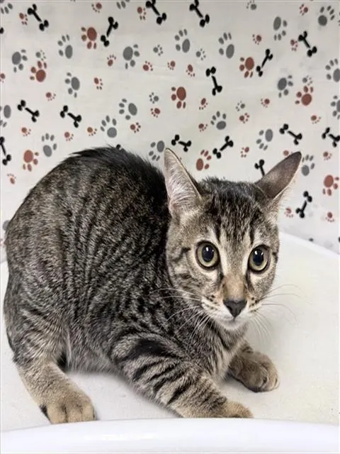 Cleo