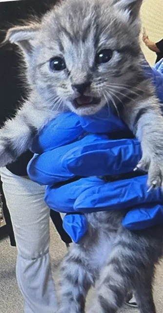 Adoptable Cat