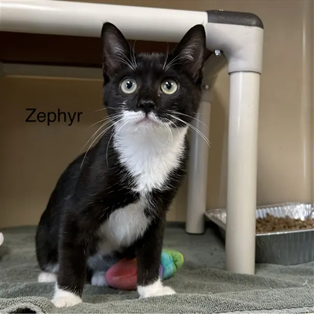 Zephyr
