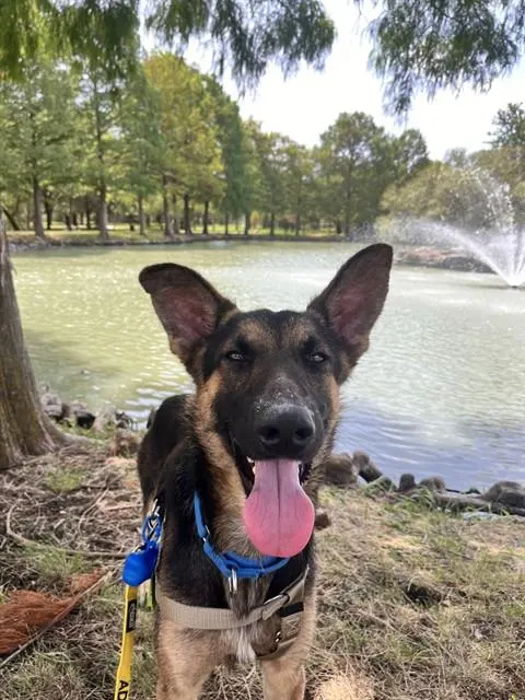 Rex