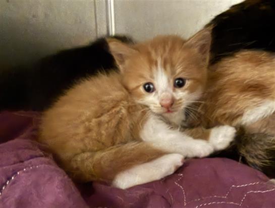 Adoptable Cat
