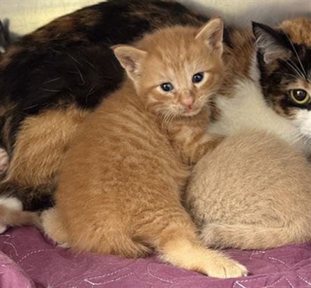 Adoptable Cat