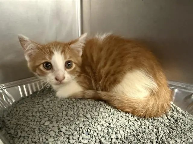 Adoptable Cat