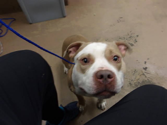 Adoptable Dog