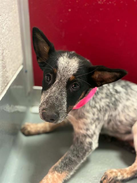 Adoptable Dog