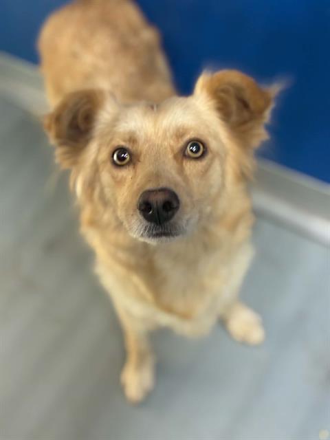 Adoptable Dog
