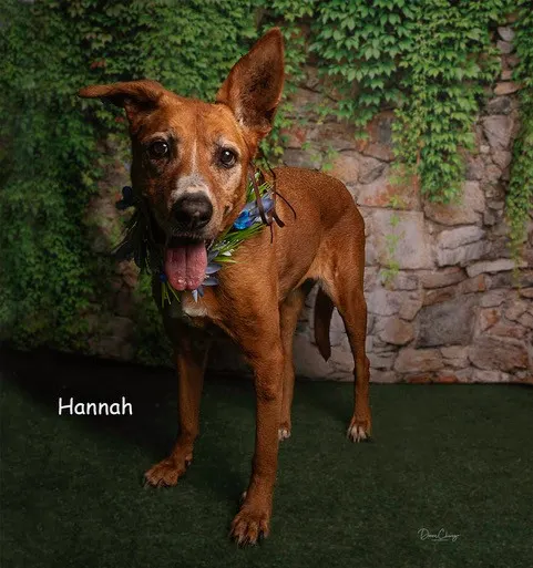Hannah