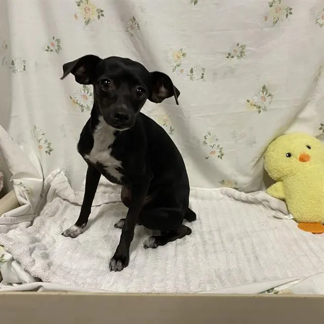Adoptable Dog