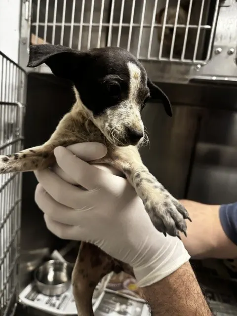 Juno