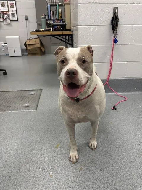 Nova