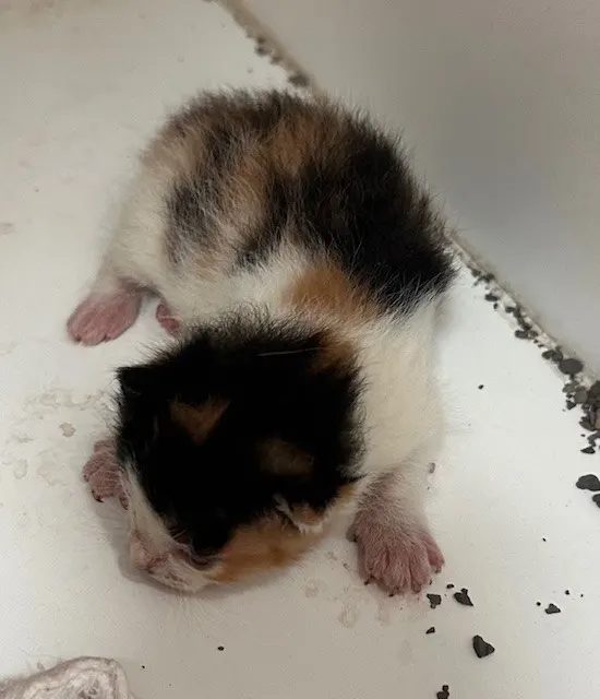 Adoptable Cat