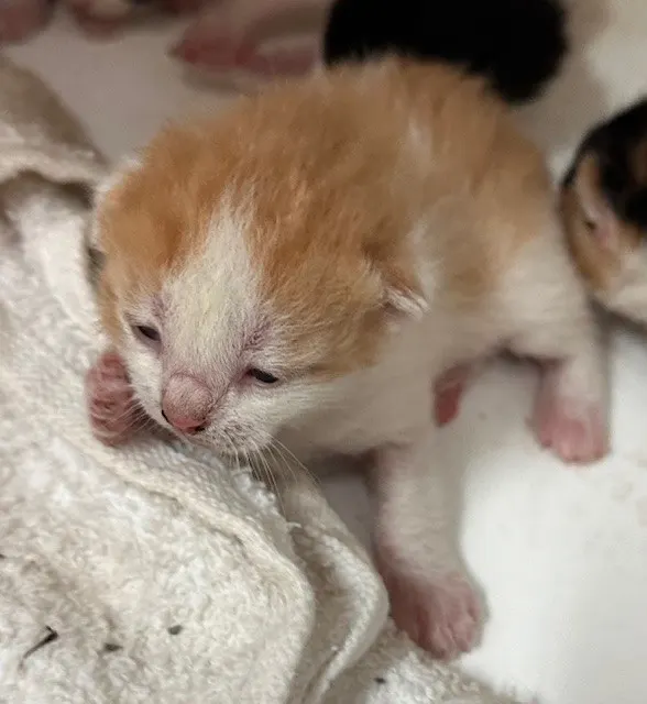 Adoptable Cat