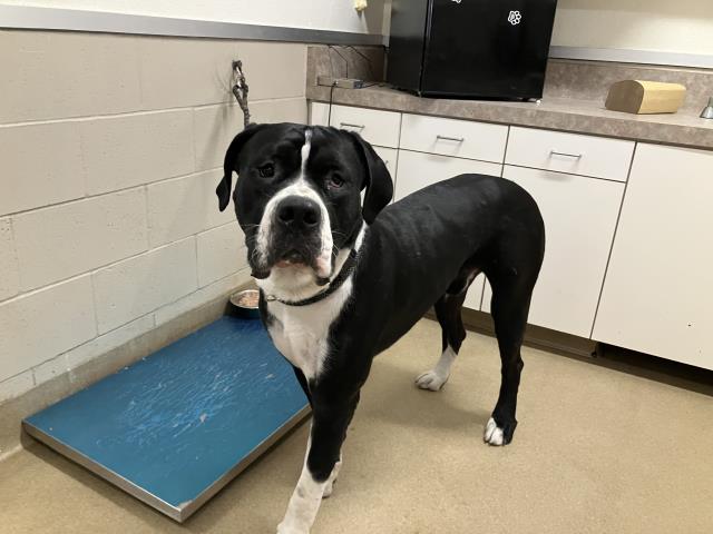 Adoptable Dog