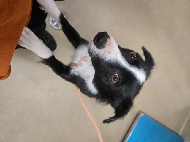 Adoptable Dog