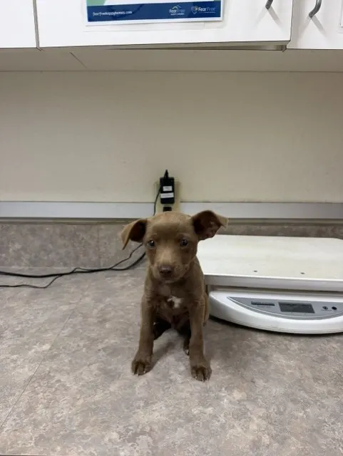 Adoptable Dog