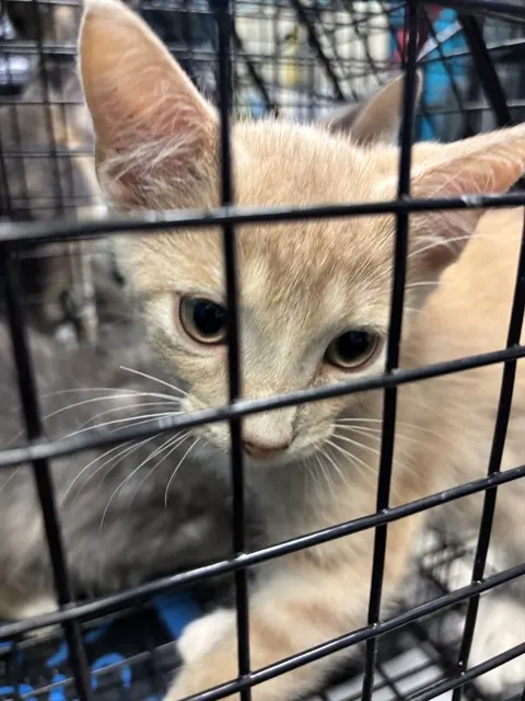 Simba