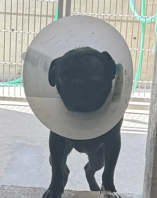 Pugsley
