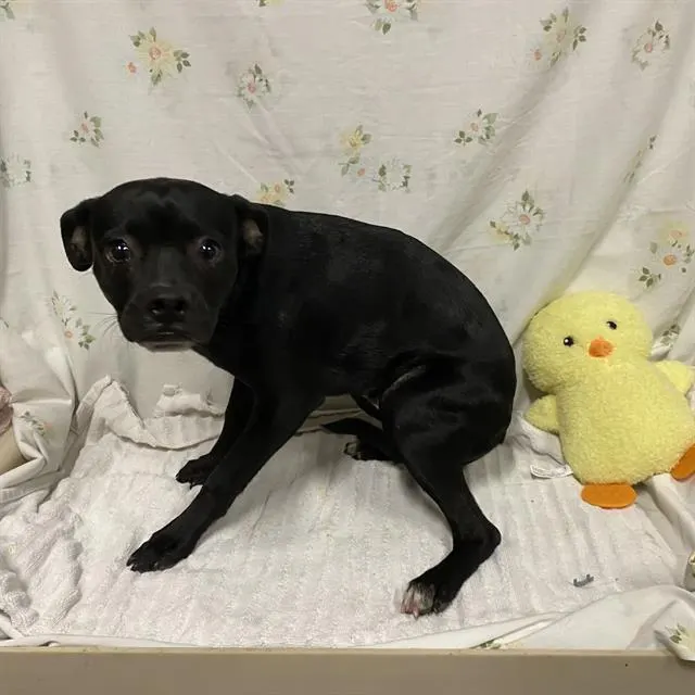 Adoptable Dog