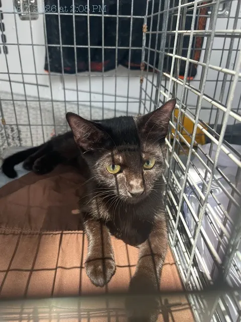 Adoptable Cat