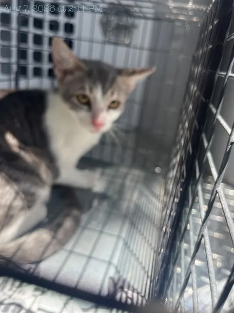 Adoptable Cat