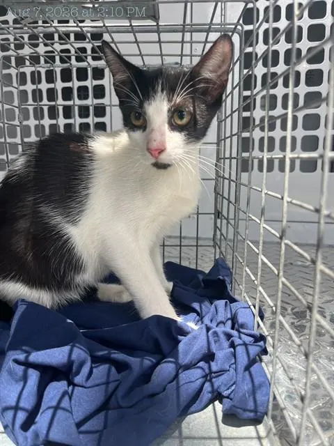 Adoptable Cat