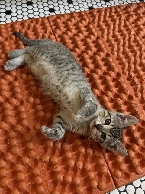 Bambi