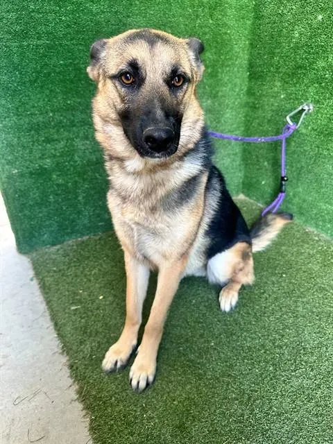 Nova