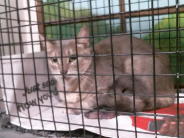 Adoptable Cat