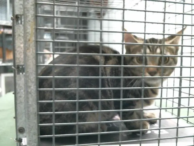 Adoptable Cat