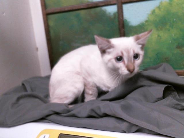 Adoptable Cat