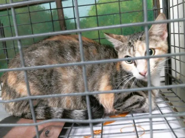 Adoptable Cat