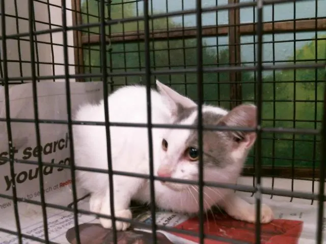 Adoptable Cat