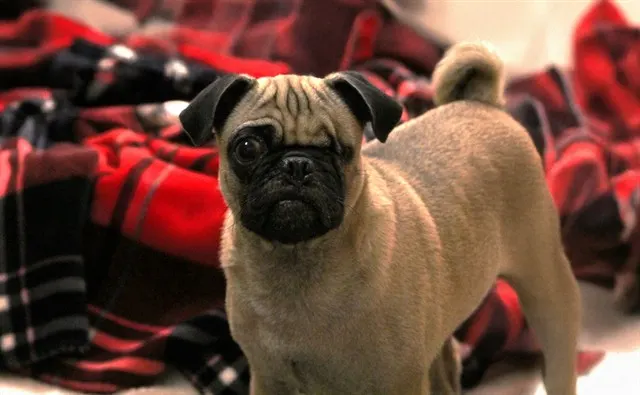 Frank