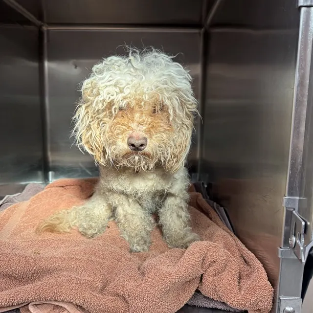 Adoptable Dog