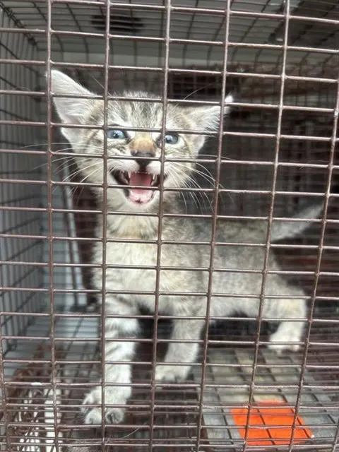 Adoptable Cat