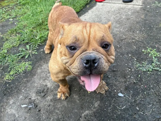 Adoptable Dog
