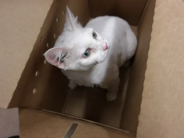 Adoptable Cat
