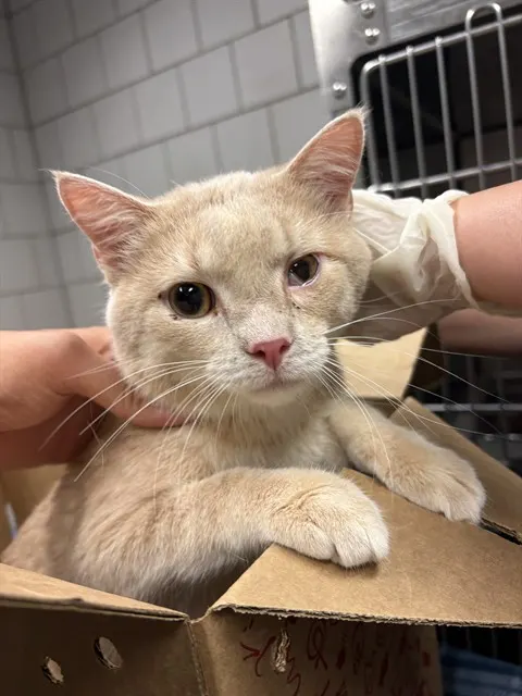 Adoptable Cat