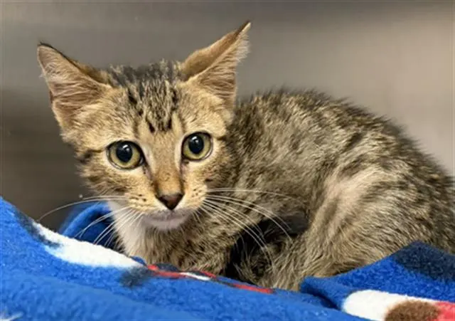 Adoptable Cat